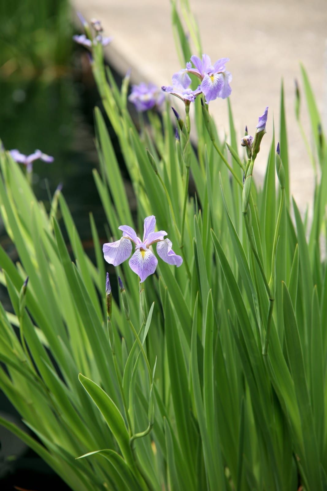 Pale violet-blue northern blue flag iris flowers with downward falls marked by yellow signal patches and fine purple veining, rising among sword-shaped leaves by water.