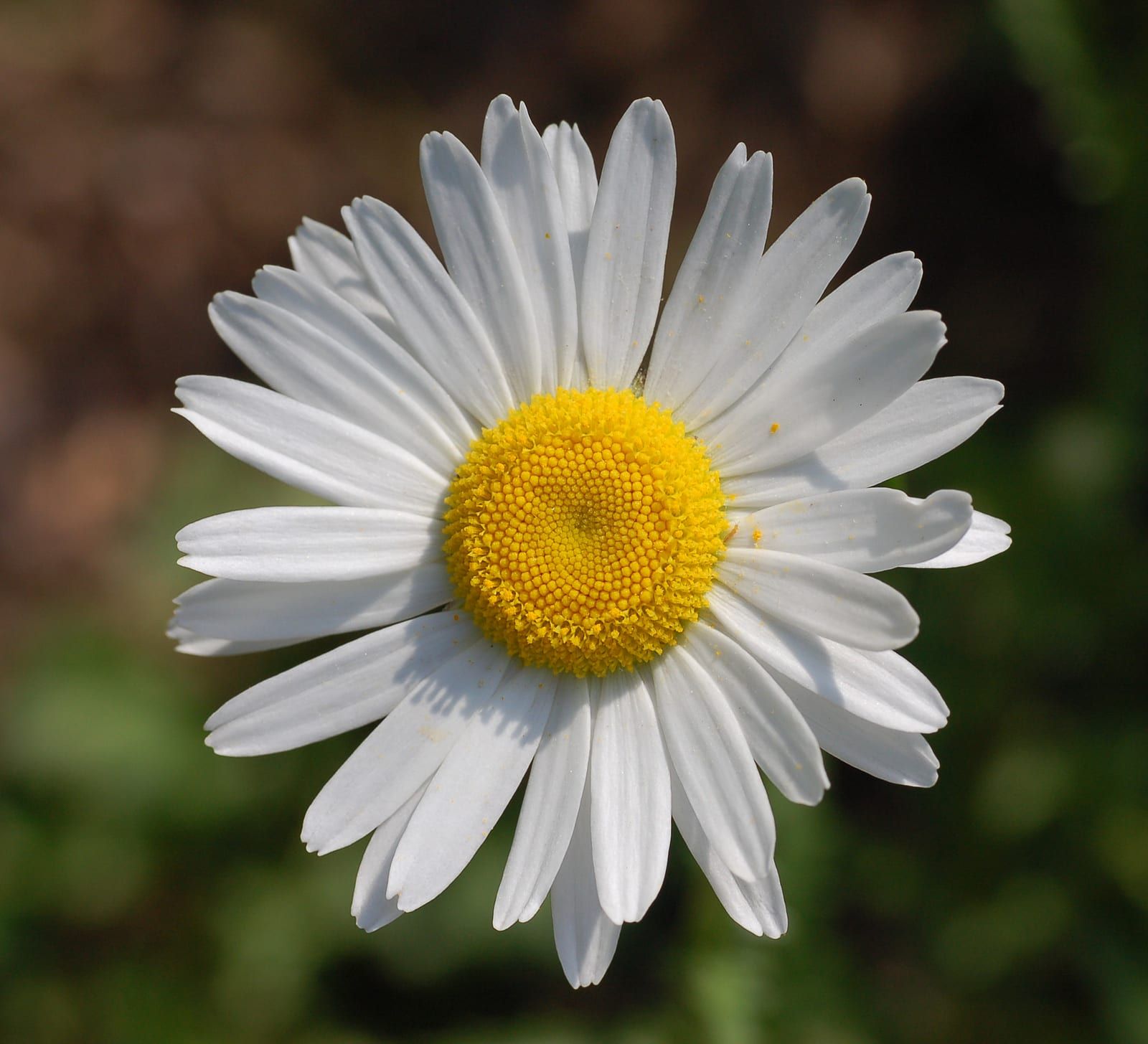 A single ox-eye daisy with a ring of pure white rays around a flat golden-yellow disk, against a dark background.