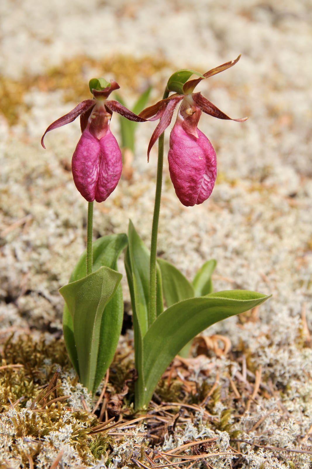 Two pink lady's slipper orchids, each with an inflated rose-pink pouch and twisted maroon lateral petals and sepals, rising on stems above basal leaves in lichen.