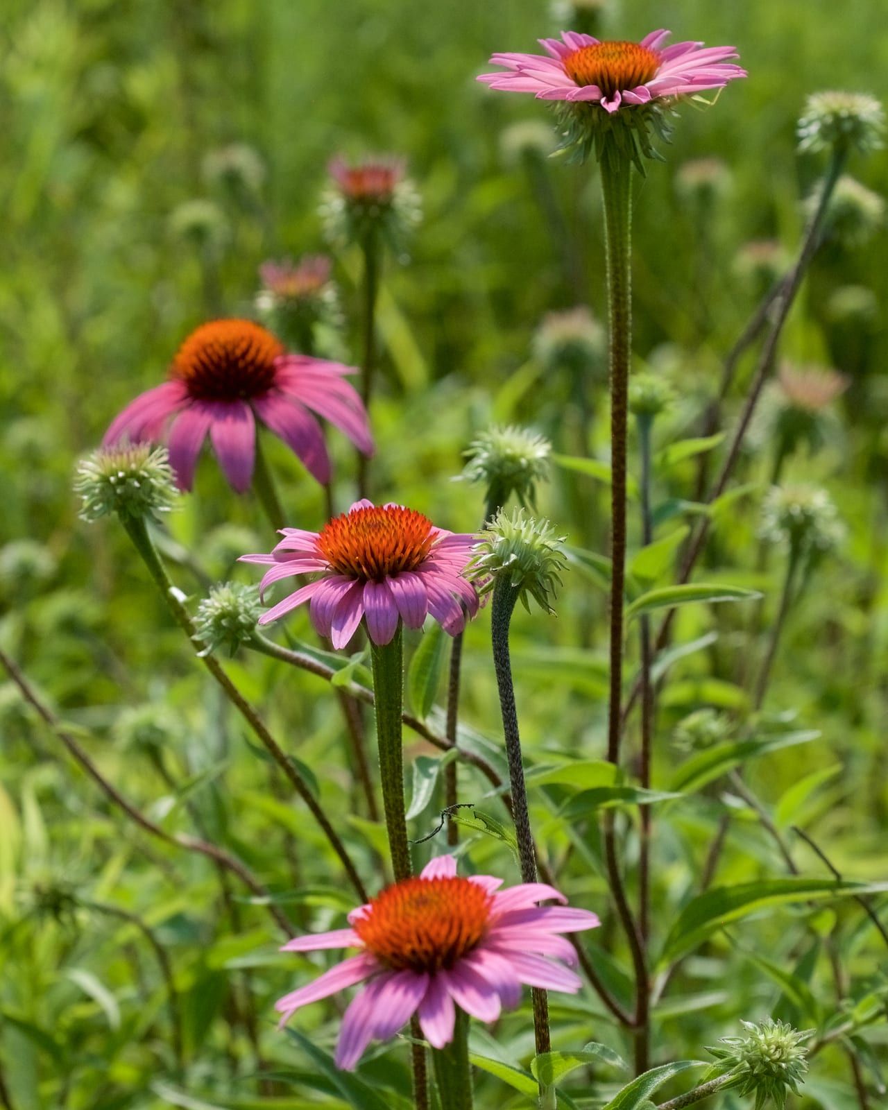 Purple coneflowers with drooping pink-purple ray florets around raised spiky orange-brown central cones, in a sunny meadow.
