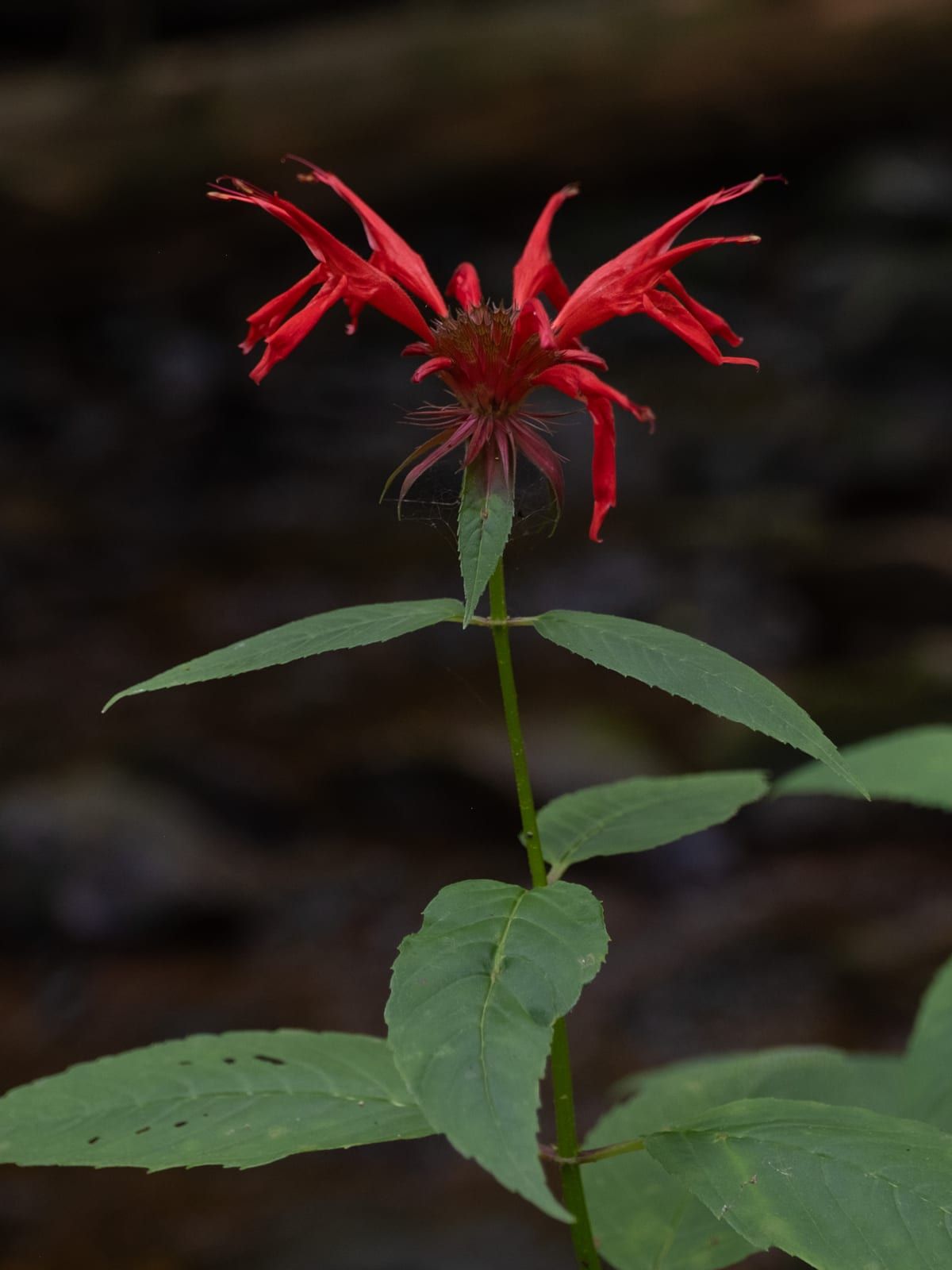 A bright red scarlet bee balm flower head of ragged tubular two-lipped flowers atop a stem with opposite toothed leaves, against a dark background.