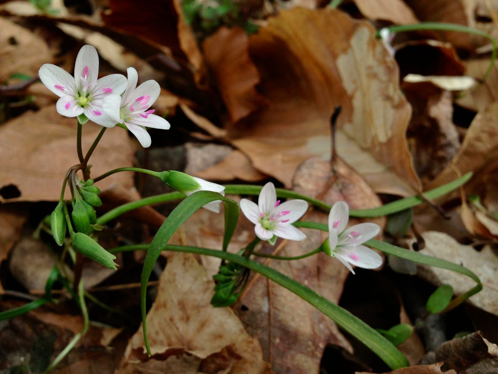 Small white spring beauty flowers with candy-stripe pink veins and pink anthers, on slender stems above narrow linear leaves in leaf litter.