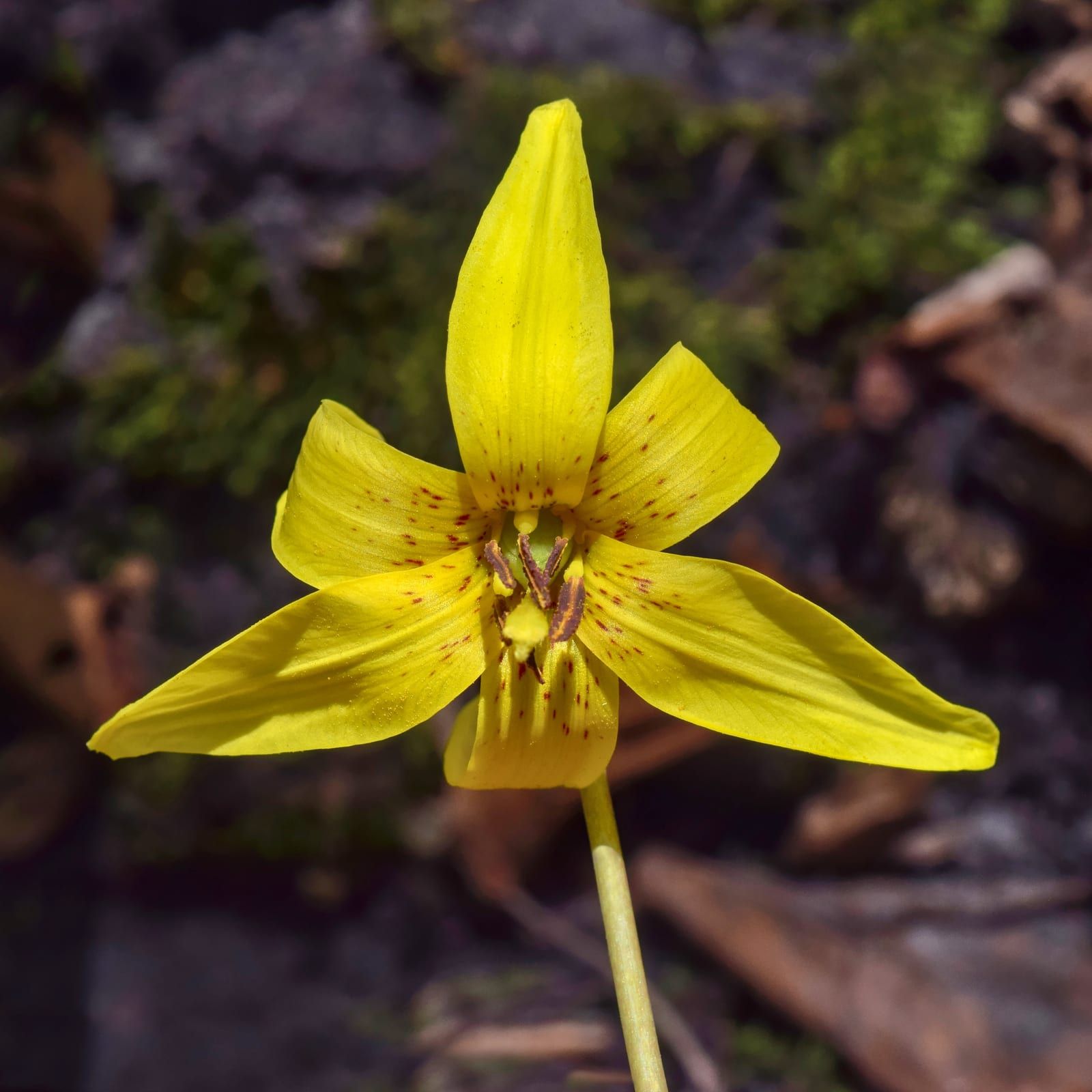 A single nodding yellow trout lily flower with strongly recurved tepals flecked reddish-brown and brown anthers, on a slender stem.