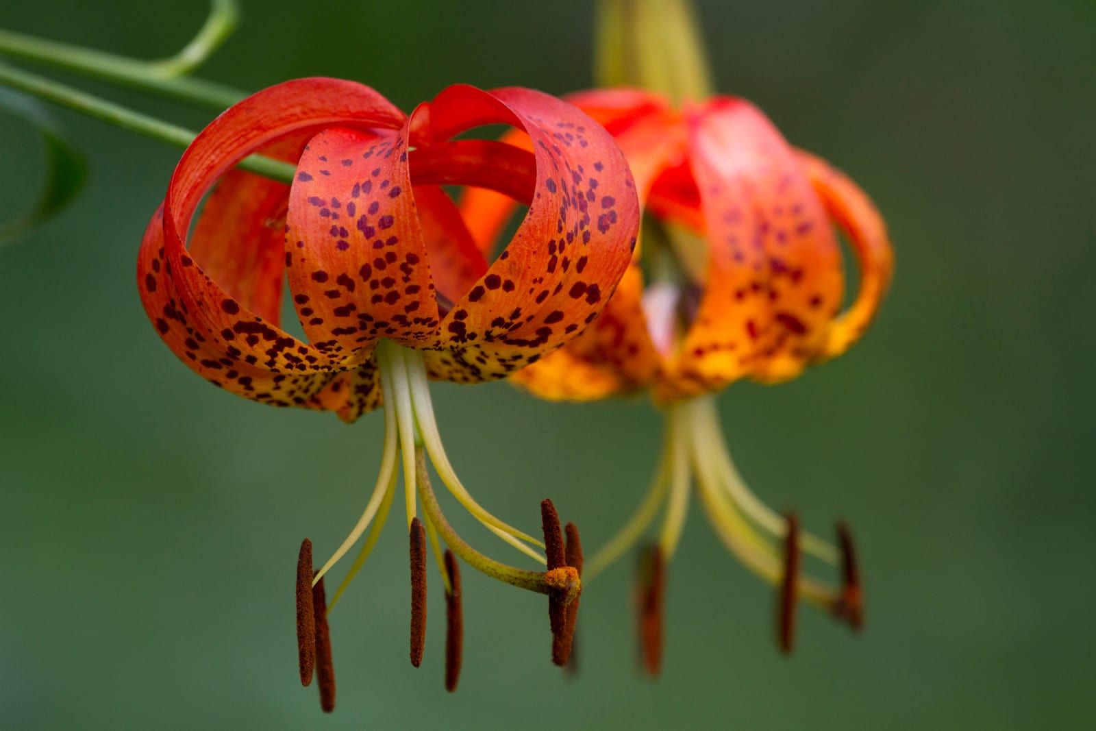 A pendant orange Turk's-cap lily flower with strongly recurved, dark-spotted tepals and long protruding rust-brown anthers, against a green background.