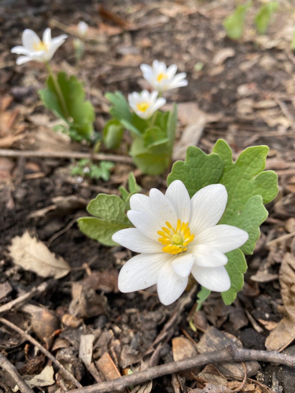 A solitary white bloodroot flower with many narrow petals and a golden-yellow center, opening beside its distinctive scalloped, lobed gray-green leaf on the forest floor.