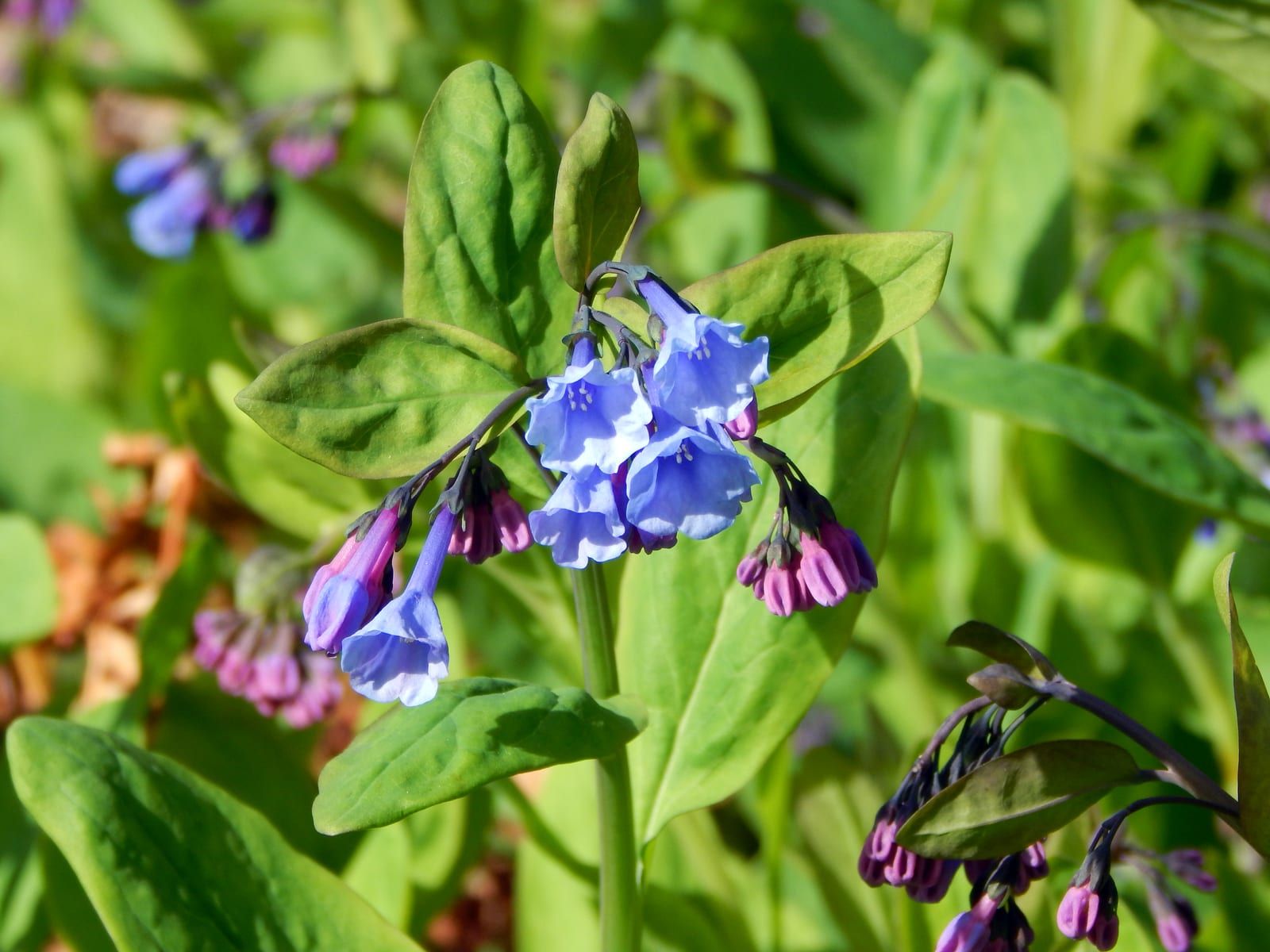 Clusters of nodding sky-blue trumpet-shaped Virginia bluebell flowers with pink buds and oval bluish-green leaves.
