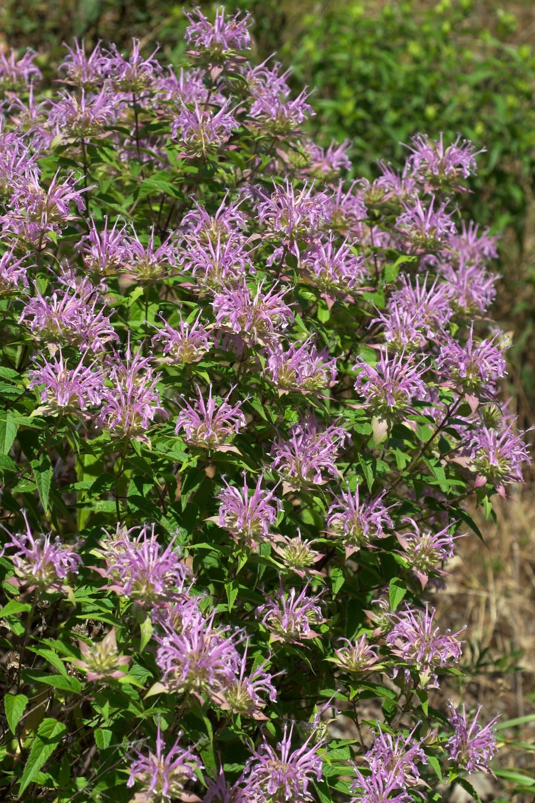 Numerous lavender-pink wild bergamot flower heads with ragged tubular petals on a leafy stand in a sunny meadow.
