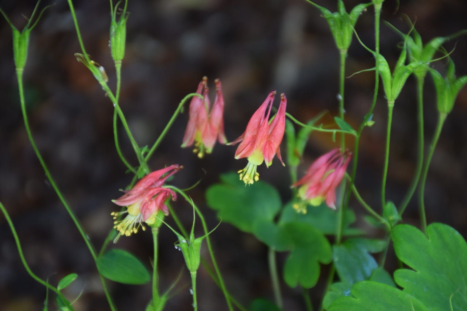 Nodding red-and-yellow wild columbine flowers with upward-pointing red spurs and hanging yellow stamens, on wiry stems above lobed foliage.