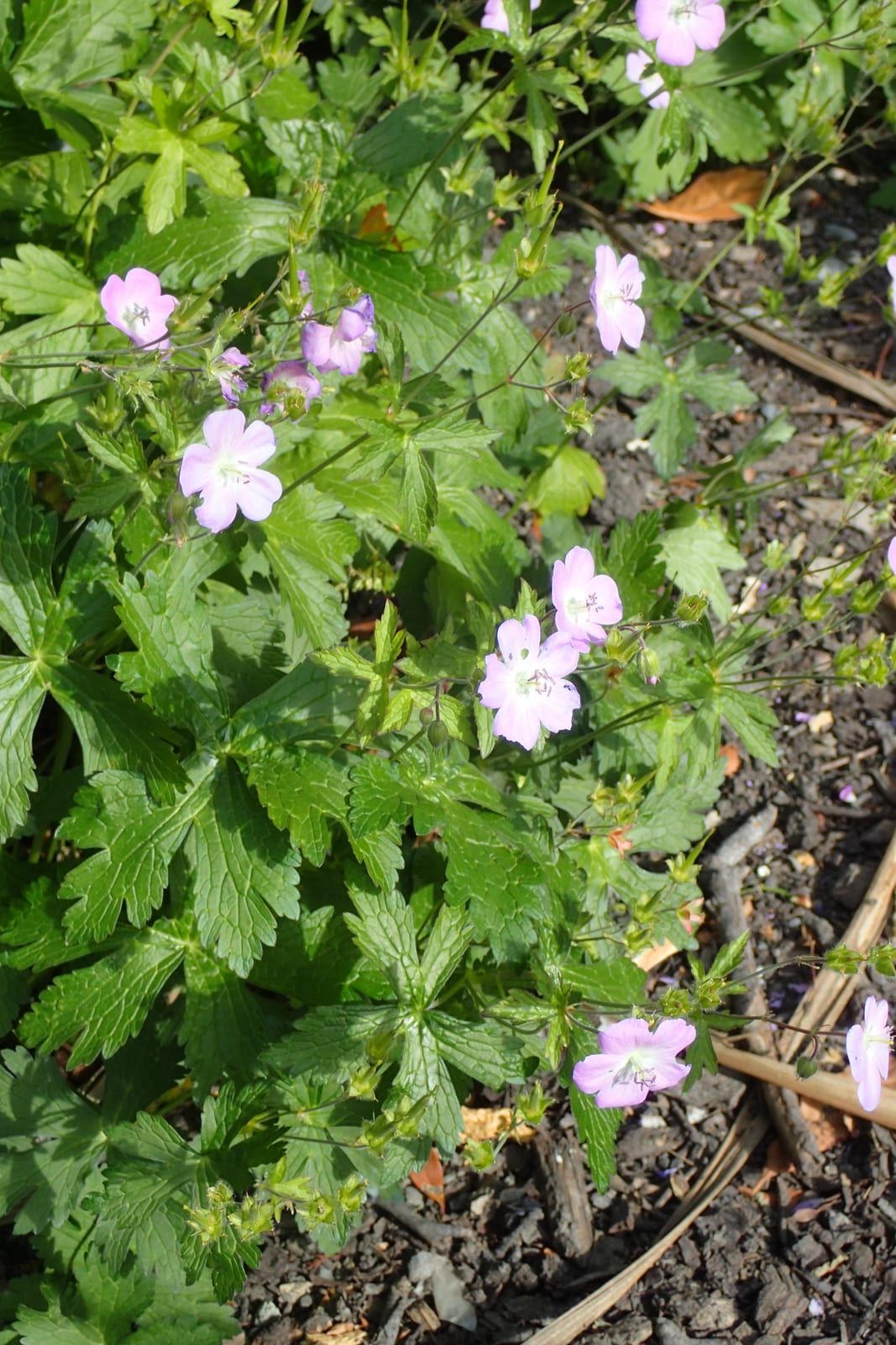 Pale pink-lilac wild geranium flowers with five rounded petals and darker veins, above deeply palmately-lobed green leaves in sunlight.