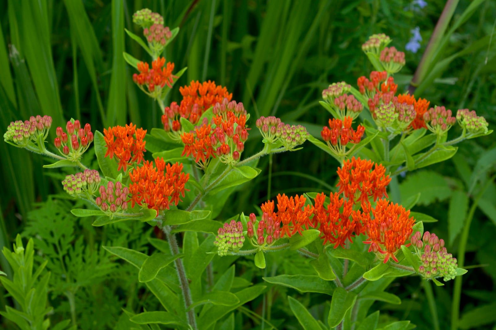 Flat-topped clusters of vivid orange butterfly weed flowers with reddish buds and narrow green leaves against a grassy background.