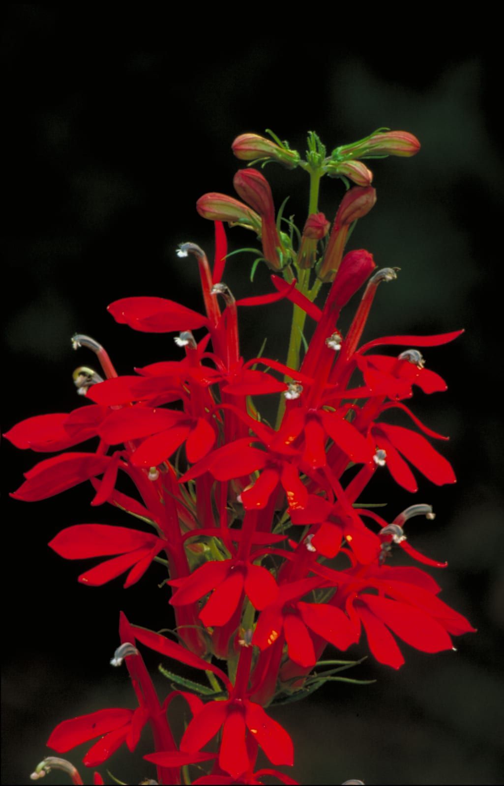 An erect spike of brilliant scarlet-red tubular, two-lipped cardinal flowers with slender red buds at the top, against a black background.