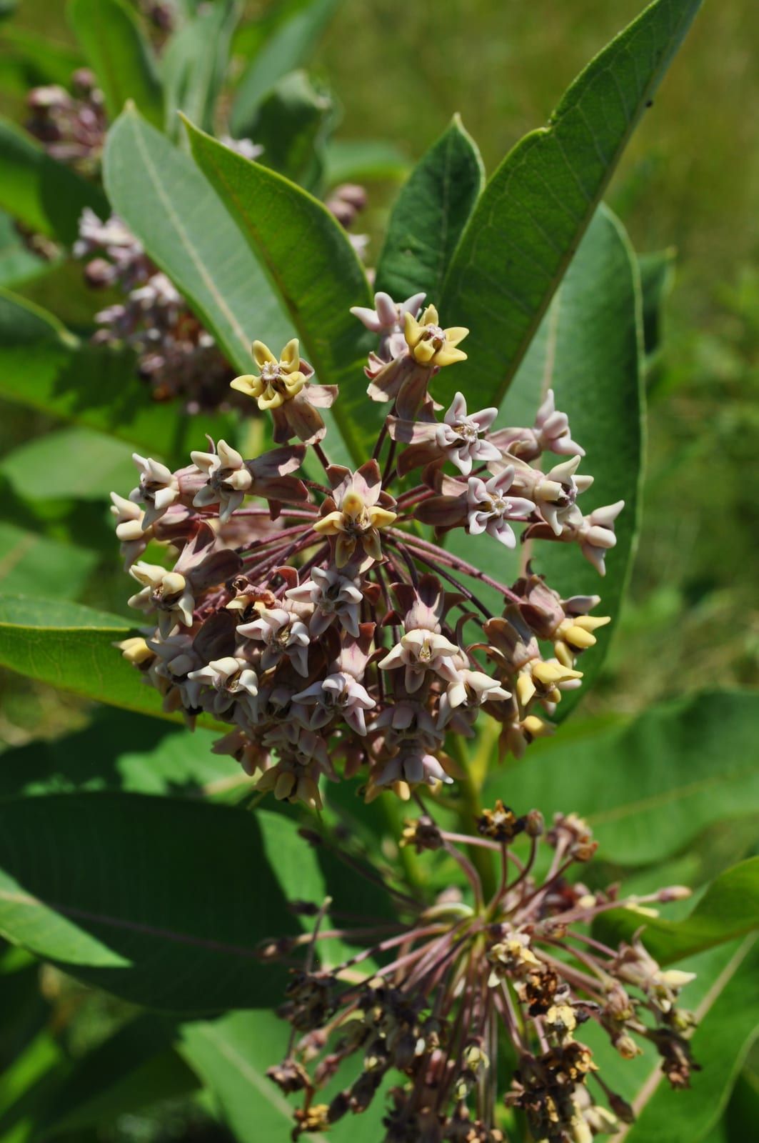 A rounded cluster of dusty mauve-pink common milkweed flowers with reflexed petals and pale hoods, above broad opposite leaves.
