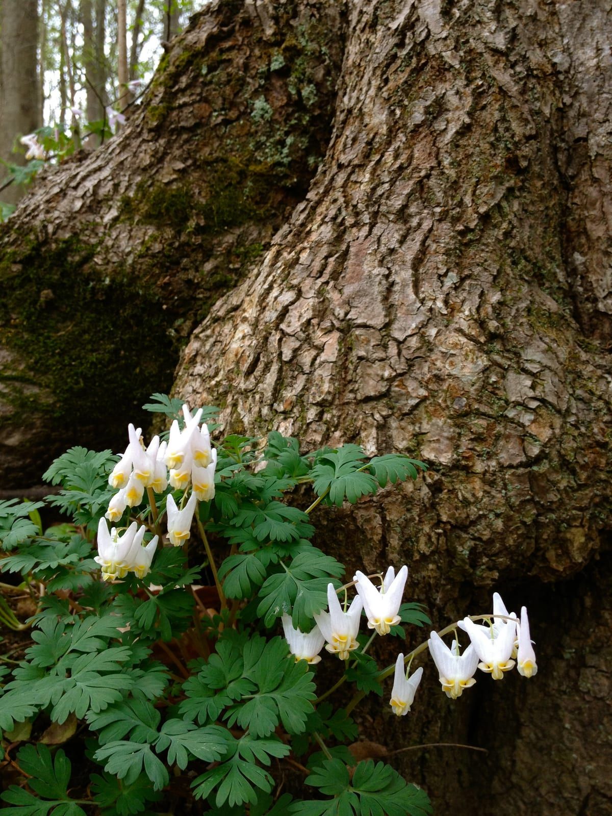 A row of white, pantaloon-shaped Dutchman's breeches flowers with yellow tips hanging from an arching stem above finely dissected grey-green foliage at the base of a tree.