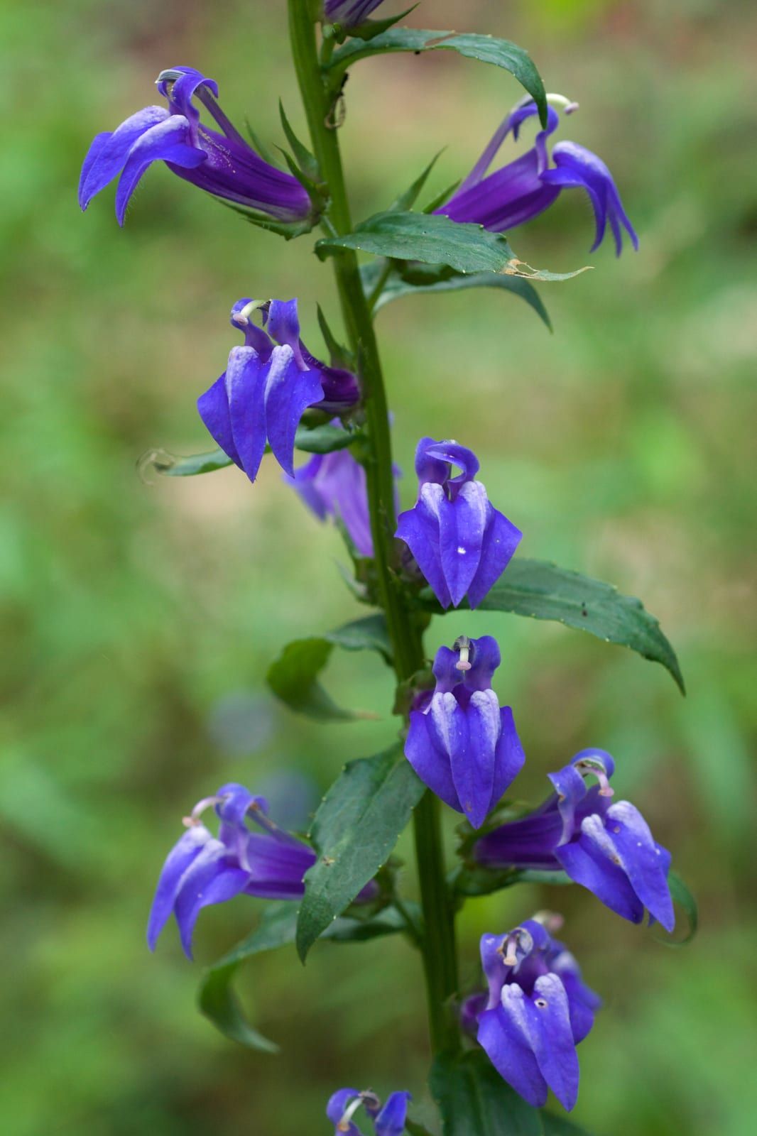 An erect leafy stem bearing many deep-blue, two-lipped tubular great blue lobelia flowers with white-striped lower lips.