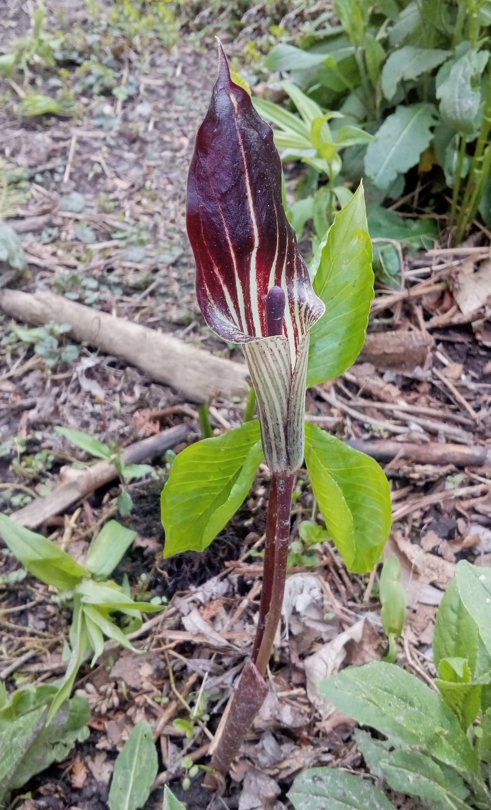 A Jack-in-the-pulpit with a striped maroon-and-cream hooded spathe arching over its spadix, rising on a mottled purple stem beside a three-part leaf.