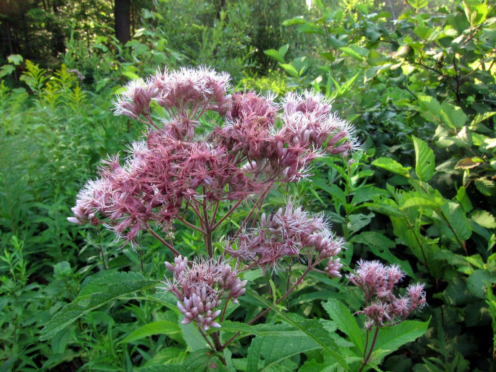 A large domed corymb of fuzzy mauve-pink Joe-Pye weed flowers with feathery projecting styles, above whorled toothed leaves in a woodland clearing.